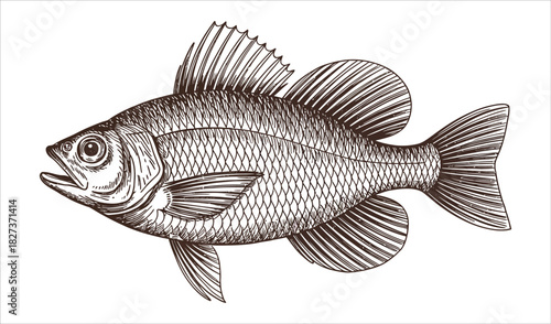 Detailed Vintage Fish Illustration - Antique Seafood Engraving