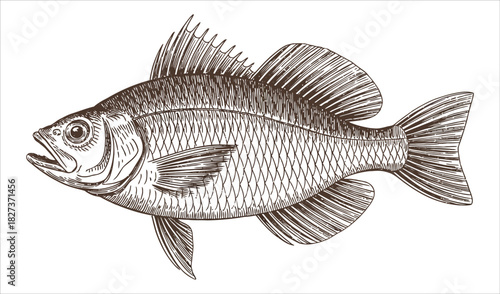 Detailed Perch Fish Engraving (Grey/Sharp Shading)