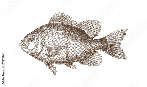 Vintage Saltwater Fish Etching (Brown Tone)