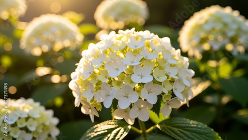 Fototapeta Naklejka Na Ścianę i Meble -  Sunlit white hydrangea blooms in garden