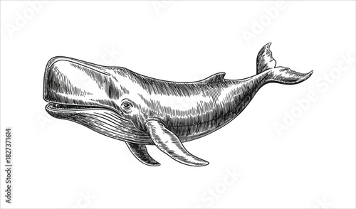 Classic Whale Illustration (Silver/Grey Engraving)