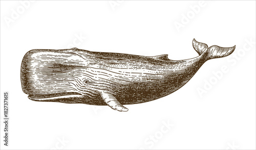 Historical Whale Etching (Profile View, Deep Brown)
