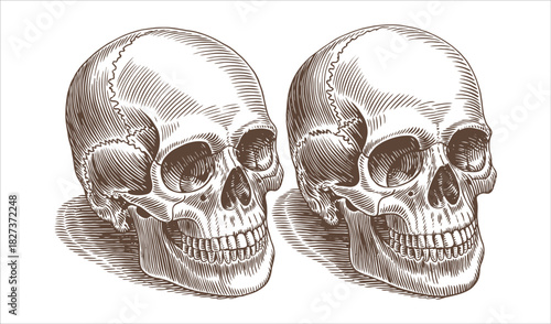 Row of Vintage Skulls in Sepia Tone - Repeating Group Illustration