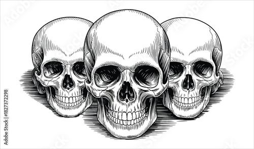 Trio of Skulls - Grouped Detailed Black and White Sketch Illustration