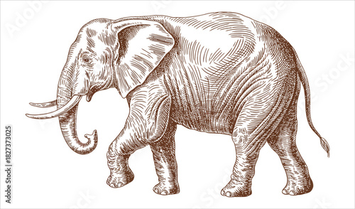 Majestic African Elephant Vintage Engraving in Sepia