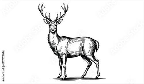 Detailed Stag Black and White Pen and Ink Illustration
