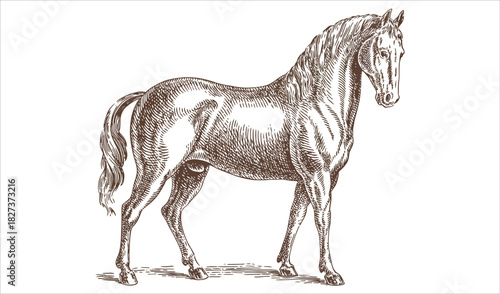 Vintage Engraved Stallion Horse Side View Illustration