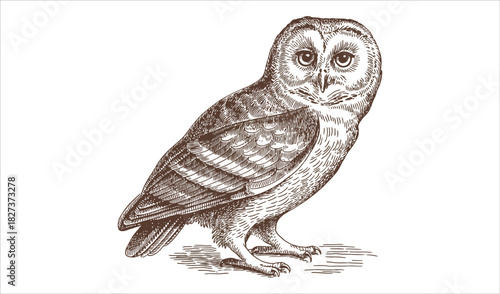 Vintage Sepia Drawing of a Wise Barn Owl or Tawny Owl Vector Illustration
