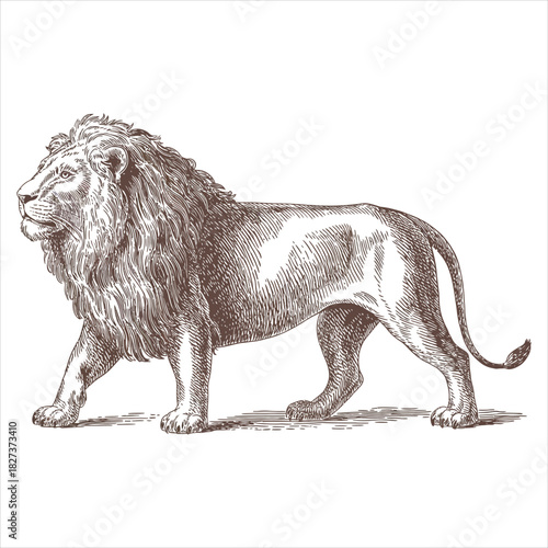Vintage Male Lion Walking Side View Engraving Style