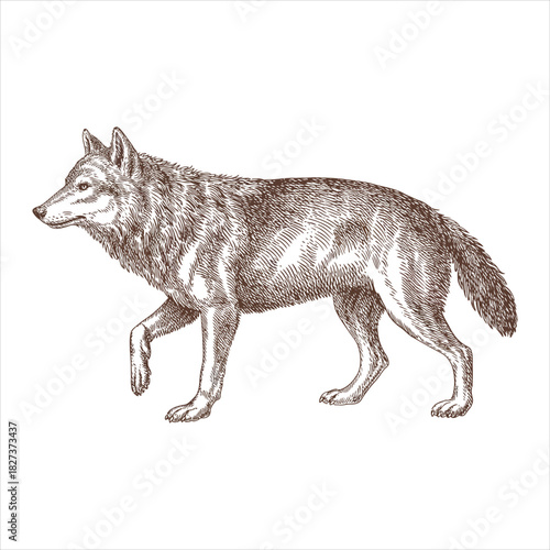 Antique Walking Wolf Sketch Engraving Vector Design