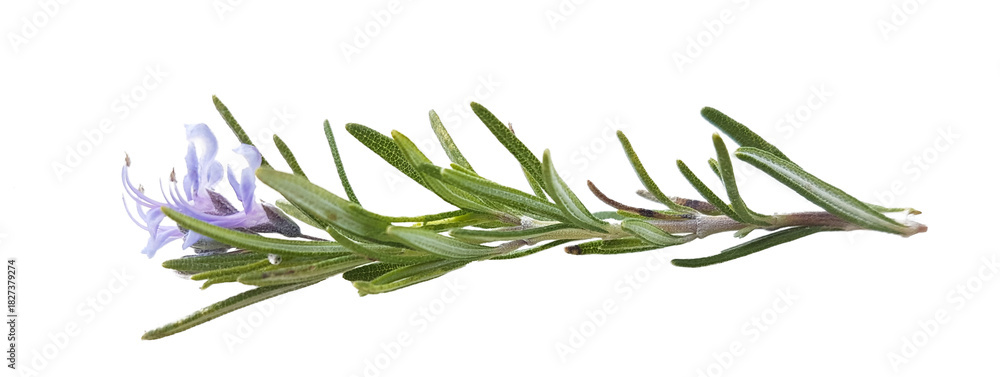 Fototapeta premium rosemary branch with flowers