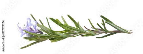 rosemary branch with flowers