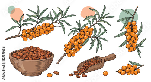 Hand-drawn vector illustration set of sea buckthorn branches with ripe orange berries, a bowl of dried berries, and a wooden scoop.