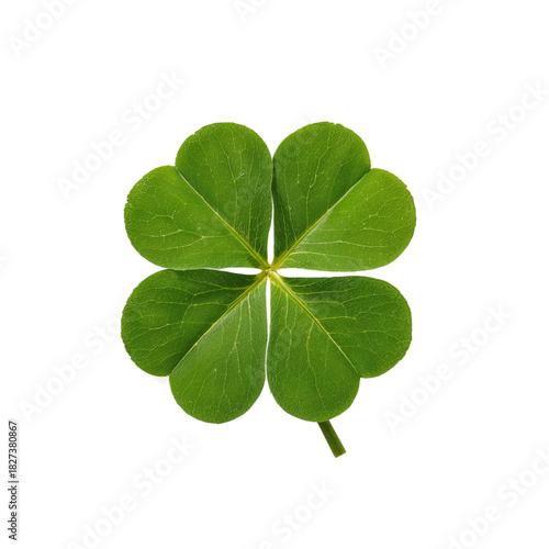 Green four-leaf clover leaf on white background  for St. Patrick's Day 