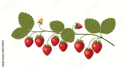 Lush illustration of a strawberry plant branch featuring ripe red berries, fresh green leaves, and a small, developing fruit on a clean white background.
