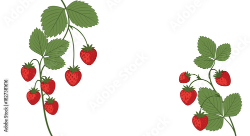 An illustration featuring vibrant red strawberries on green vines with lush leaves, depicted against a clean white background, showcasing fresh berries.