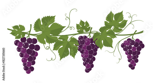 Elegant horizontal illustration of a grapevine border featuring three lush bunches of dark purple grapes, green leaves, and delicate tendrils.