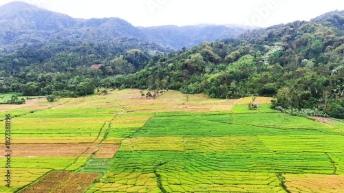rice terraces in bali