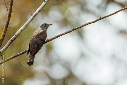Lesser cuckoo chilling on the tree tops