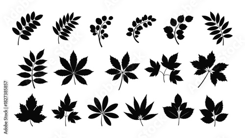 Assorted botanical leaf silhouettes collection isolated on white background, Vector