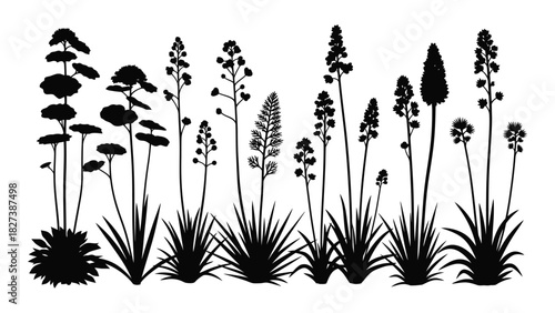 Desert plant silhouettes collection isolated on white background, Vector