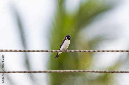 Fijian Wood Swallow perched on power lines