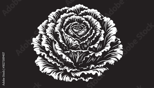 black color Cabbage silhouette vector illustration, solid white background