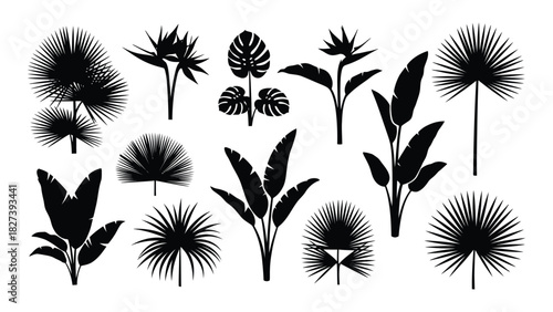 Exotic tropical plant silhouettes collection isolated on white background, Vector