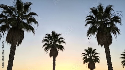 Sunset Serenity: A Tranquil Silhouette of Palm Trees against a Pastel Sky at Dusk California