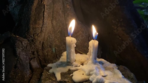 4k video footage of Two lit candles placed under a large tree trunk, beginning to melt.