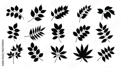 Diverse black leaf silhouettes collection isolated on white background, Vector