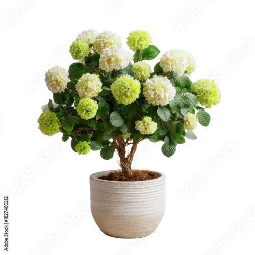 White And Green Hydrangea Bush With Textured Pot On White Background