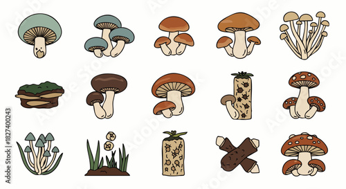 A collection of illustrated mushrooms, showcasing various species and shapes, perfect for educational or decorative purposes, set against a clean white background.