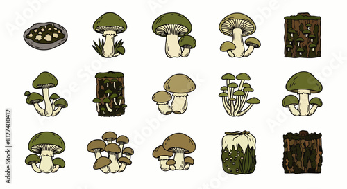 An illustrated collection of various mushroom species, showcasing diverse shapes, sizes, and textures, perfect for nature-themed designs and educational materials.