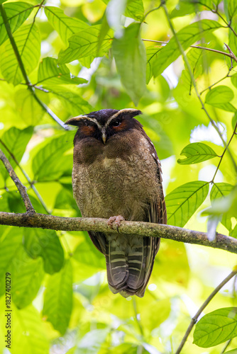 Crested Owl with spiders on his eye