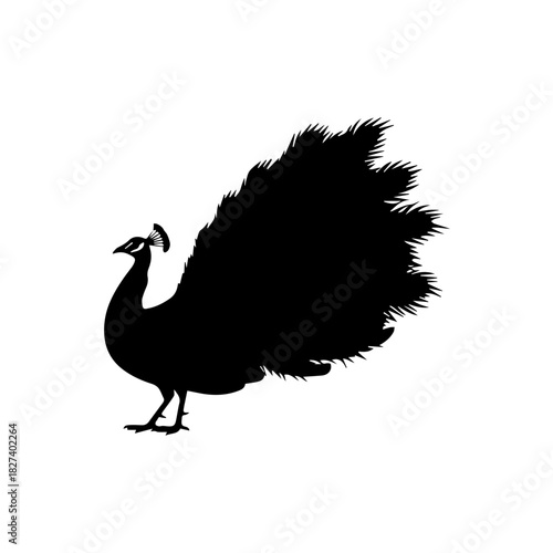 Peacock Silhouette A Detailed Black and White Outline for Design & Decoration