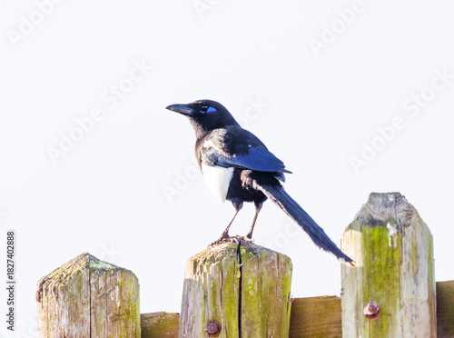 Maghreb Magpie perched on a fence