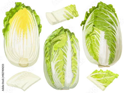 白菜のベクターイラストセット 料理素材