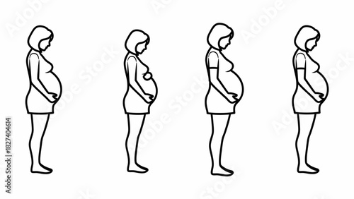 A series of illustrations depicting the stages of pregnancy, showing the growing belly.