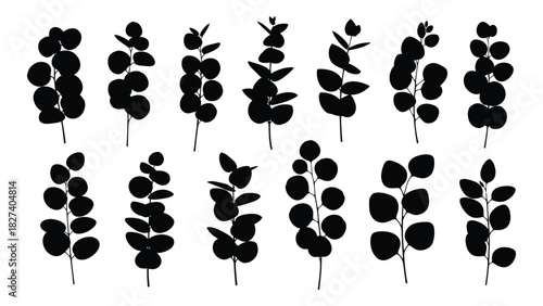 Eucalyptus branches silhouettes isolated on white background, Vector