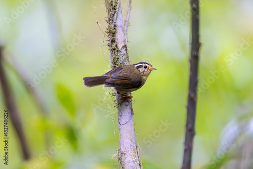 Blue-crowned Fulvetta curiously looking