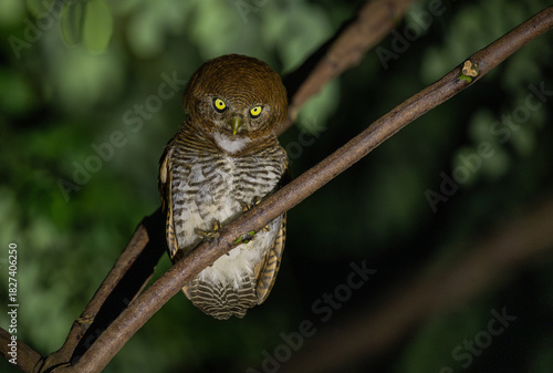 Jungle owlet starting down at intruders