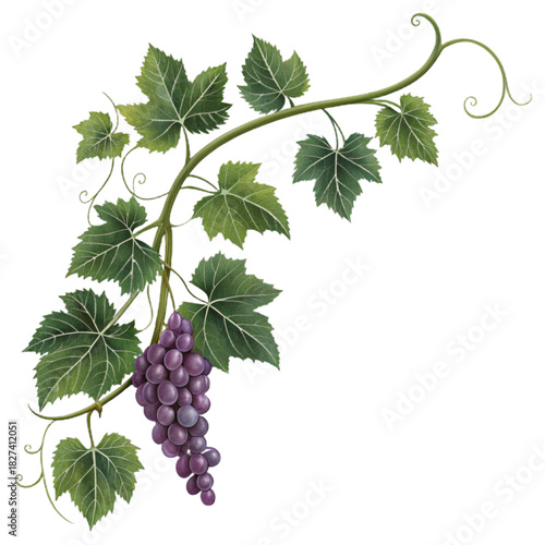 Luscious grape vine with rich leaves and plump grapes, perfect for wine labels, vineyard promotions, and healthy fruit concepts in captivating designs