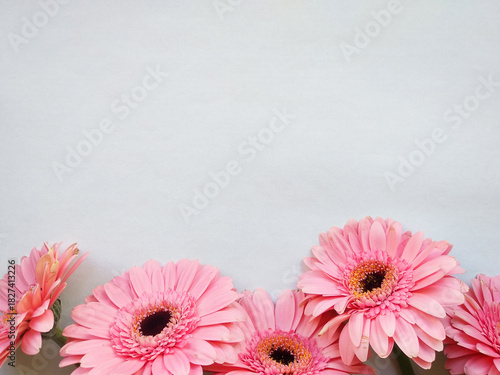White horizontal background with pink gerberas at the bottom.