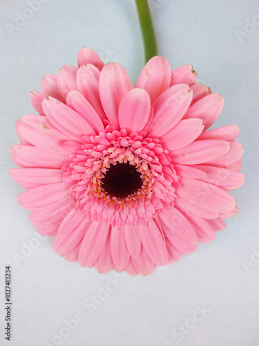 One light pink gerbera on white background.