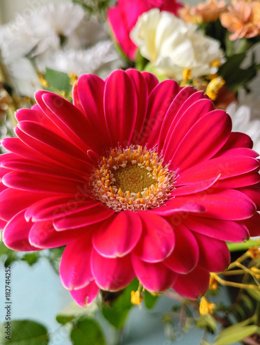 One red gerbera against a background of other flowers.