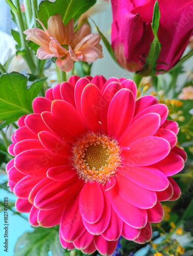 One pink gerbera against a background of other flowers.