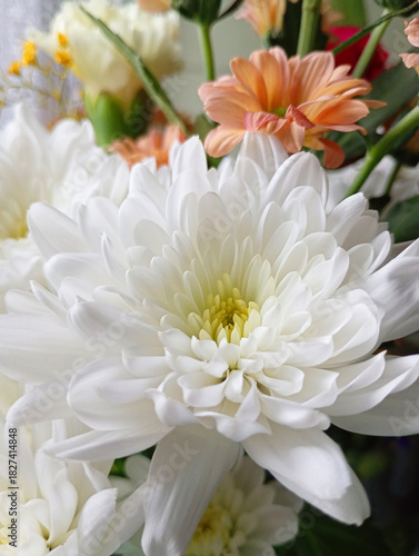 One white chrysanthemum against a background of other flowers.
