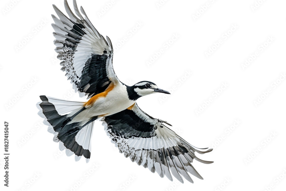 Fototapeta premium Distinctive Lapwing Bird Flying Extreme Side View Isolated White Background