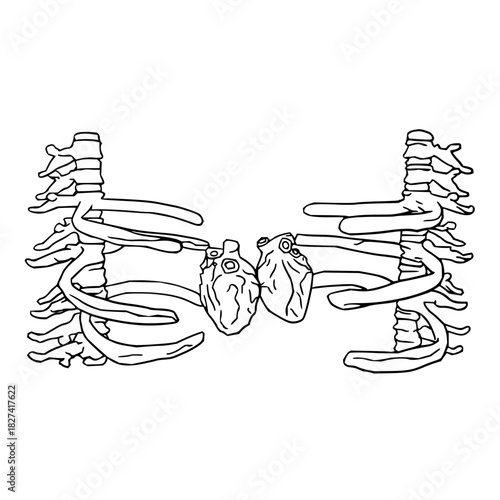 Anatomical ribcage with two hearts for medical illustration or gothic design, skeletal and vital organs, conveys health issues and unique perspectives